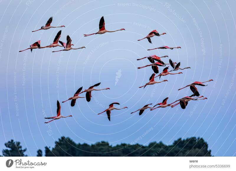 Ein Schwarm großer Flamingos mit Jungen in der Nähe von Aigues-Mortes in der Camarque im Flug über die Feuchtgebiete Tier Vogel Frankreich Natur