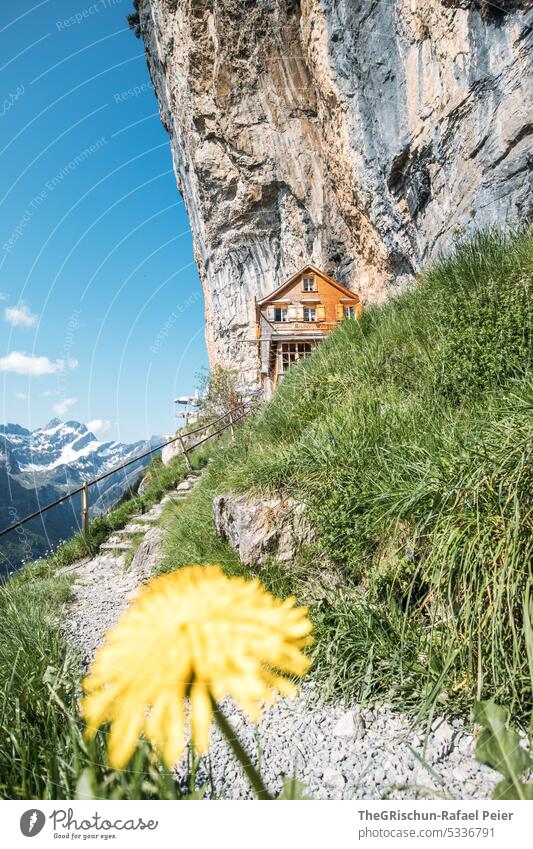 Haus im Fels gebaut mit Blume im Vordergrund Felsen Schweiz Appenzellerland äscher Stein wandern beliebt touristisch Außenaufnahme Tourismus Berge u. Gebirge