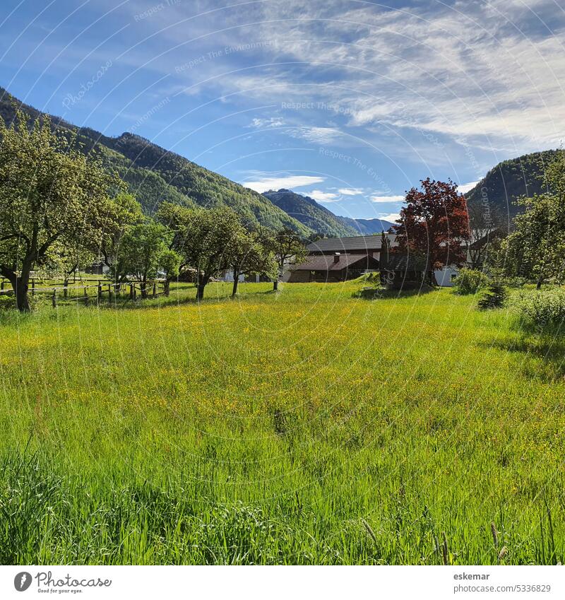 Almtal in Österreich Grünau Gmunden traunviertel Oberösterreich Wiese Idylle idyllisch Sommer Reise Bundesland Oberösterreich Landschaft Berge u. Gebirge