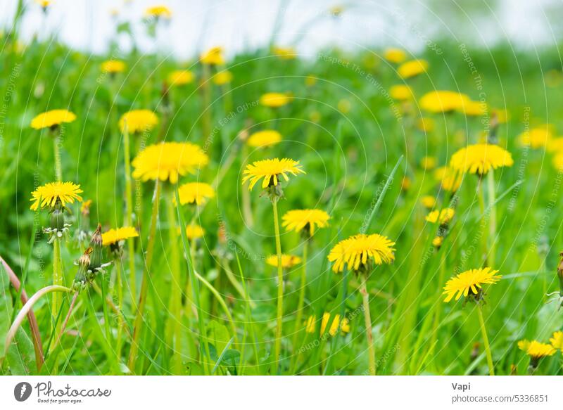 Löwenzahn gelbe Blumen Feld Löwenzähne Wiese Gras Garten Umwelt Natur grün Sommer Farbe Rasen Hintergrund schön Frühling hell Pflanze Landschaft Blüte Park