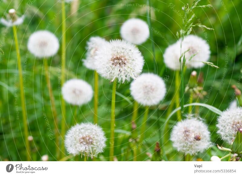 Weiße Löwenzahnblüten Blume Blumen weiß Natur Gras grün Wiese Pflanze Frühling Hintergrund Sommer Wind Schönheit frisch Sonnenlicht Blüte Unkraut Samen Design