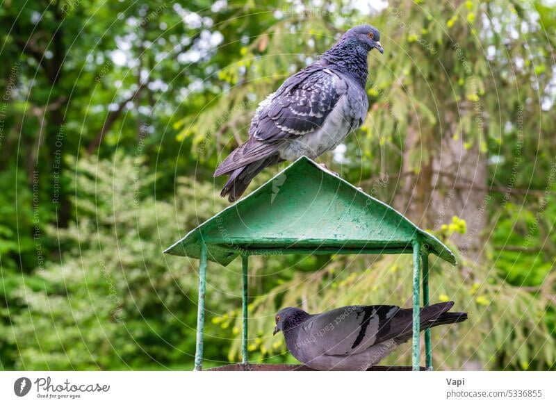 Vogel-Taubenfutter Zuführung Park Baum Natur Tierwelt Holz Saison wild im Freien grün Wald schön Fauna Sitzen hölzern Lebensmittel Dach grau Haus Pflege