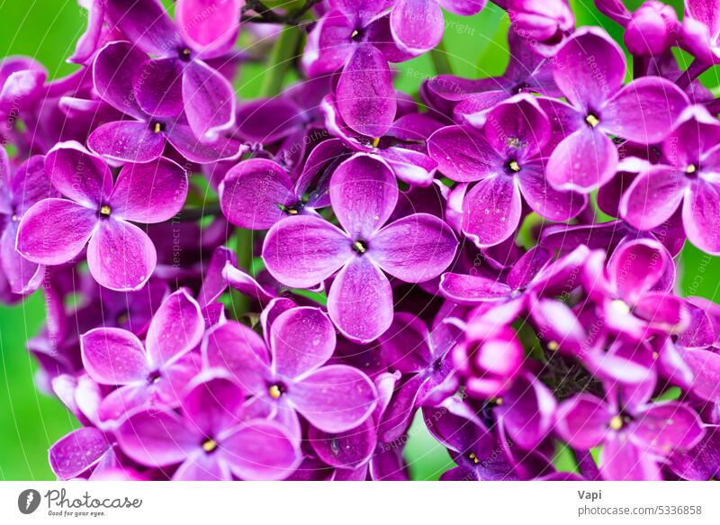 Lila Flieder Blumen Makro Hintergrund Fliederbusch purpur Nahaufnahme Natur rosa violetter Hintergrund Blumenhintergrund Pflanze geblümt Blütezeit Pastell schön