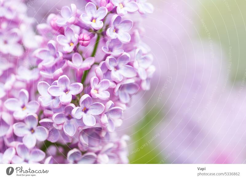 Lila Flieder Blumen Makro Hintergrund Fliederbusch purpur Nahaufnahme Natur rosa violetter Hintergrund Blumenhintergrund Pflanze geblümt Blütezeit Pastell schön