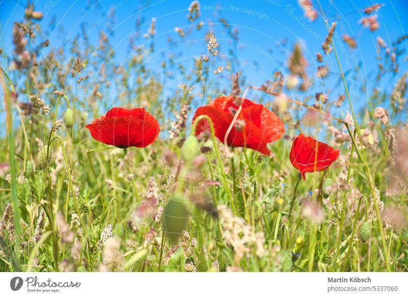 Mohnblumen verträumt im Maisfeld. Rote Blütenblätter im grünen Feld. Landwirtschaft am Straßenrand Korn Weizen Wiese Himmel rot Natur Ackerbau Bodenbearbeitung