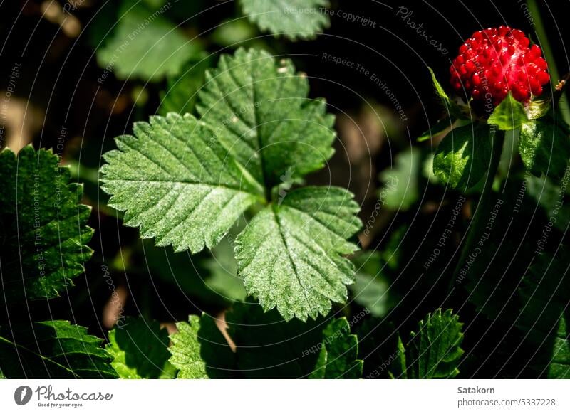 Die Scheinerdbeerpflanze als Bodendecker im Garten Pflanze frisch grün Blatt Natur natürlich Saison Flora Frucht Beeren Wachstum Wildpflanzen Umwelt Nahaufnahme