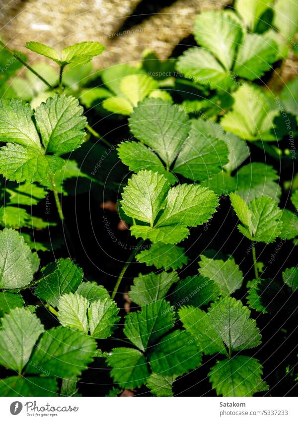 Die Scheinerdbeerpflanze als Bodendecker im Garten Pflanze frisch grün Blatt Natur natürlich Saison Flora Frucht Beeren Wachstum Wildpflanzen Umwelt Nahaufnahme