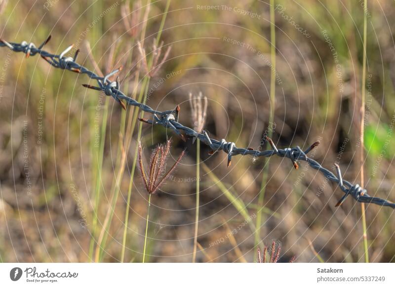 Verrostete Stacheldrahtzäune sind scharf und aggressiv Zaun Draht stechend Metall Sicherheit Gefahr Schutz mit Stacheln versehen Stahl Begrenzung Verteidigung