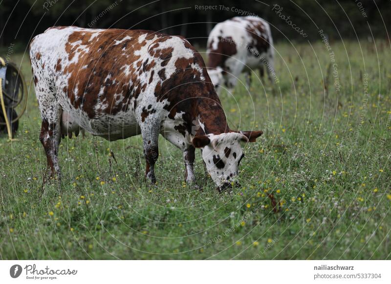 Kühe auf Wiese Außenaufnahme Farbfoto Europa Idylle Tradition Ferien & Urlaub & Reisen Wege & Pfade friedlich Tierliebe grün blau natürlich Glück Kuh