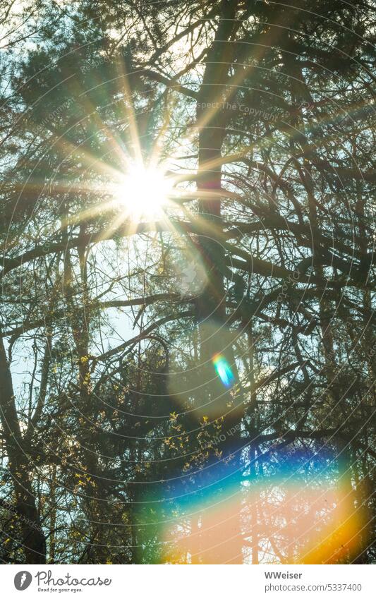 Der Frühling im Wald, erstes Grün. In die Sonne blinzeln, Lichteffekte. Sonnenlicht Sonnenstern Himmel Bäume grün April März beginnen Blätter sprießen