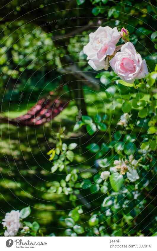 Sommer im Garten Hängematte Rose Rosenblüte Schatten Blume Blüte rosa schön Ruhe Entspannung Natur Pflanze natürlich grün Duft entspannend ruhig Oase Erholung