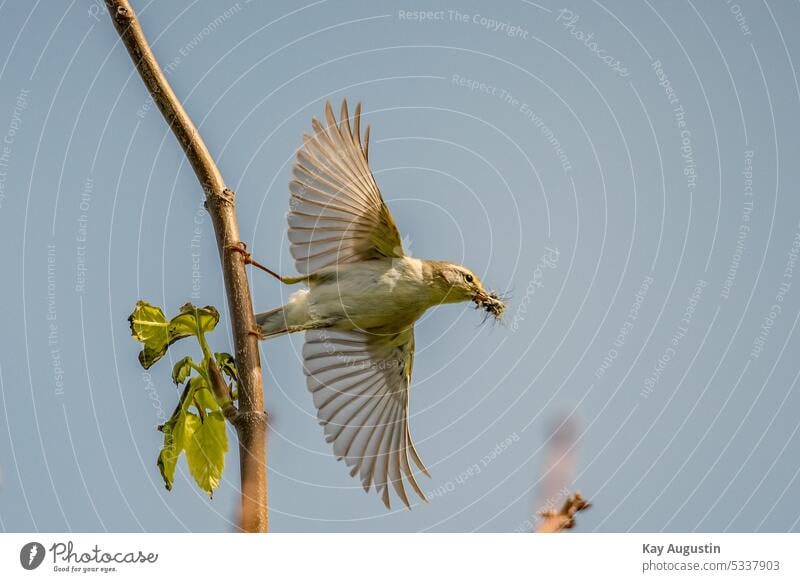 Schilfrohrsänger mit Insekten Acrocephalus schoenobaenus Singvogel Passeri Vögel kleiner Vogel Tierwelt Fauna Geäst Küstenvogel Himmelblau AstLebensraum