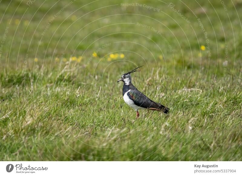 Kiebitz Kiebitz in den Feuchtwiesen Sylt Vanellus vanellus Regenpfeifer Charadriidae Kopffeder Vogelaufnahme Nahaufnahme Teleaufnahme Wattenmeer Wildlife Wiesen