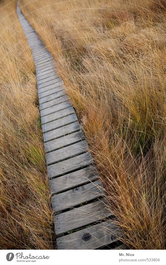 Der Rückweg Ferien & Urlaub & Reisen Ausflug Ferne wandern Umwelt Natur Landschaft Gras Sträucher Moor Sumpf Wege & Pfade ruhig Hohes Venn Steg vertrocknet