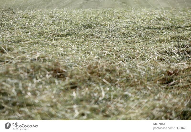 zicke zacke heu heu heu Heu Landwirtschaft Stroh Natur Sommer ländlich Bauernhof Futter Grasland landwirtschaftlich Landleben frisch grün Heuernte