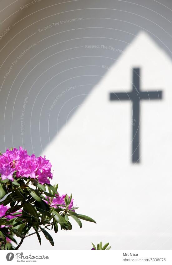 Rhododendron , Christliches  Kreuz im Hintergrund Dachgiebel Trauer Gotteshaus Jesus beten evangelisch Hoffnung Christus Schatten Katholizismus Gottesdienst