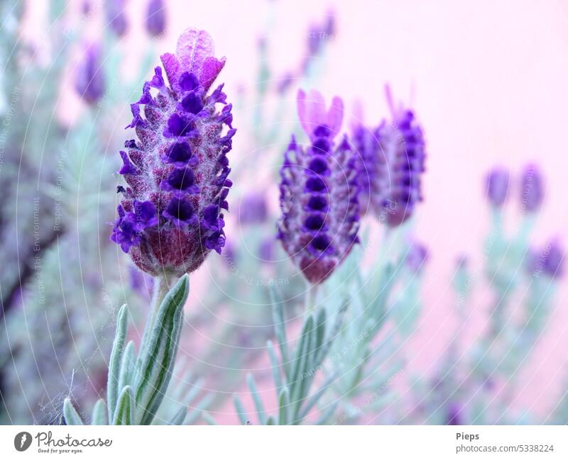 Blühender Schopflavendel bienenfreundlich strauch Aroma mediteran Duft Lippenblütler ätherische öle Heilpflanze Geruchsintensiv Sommer Blüte Natur violett