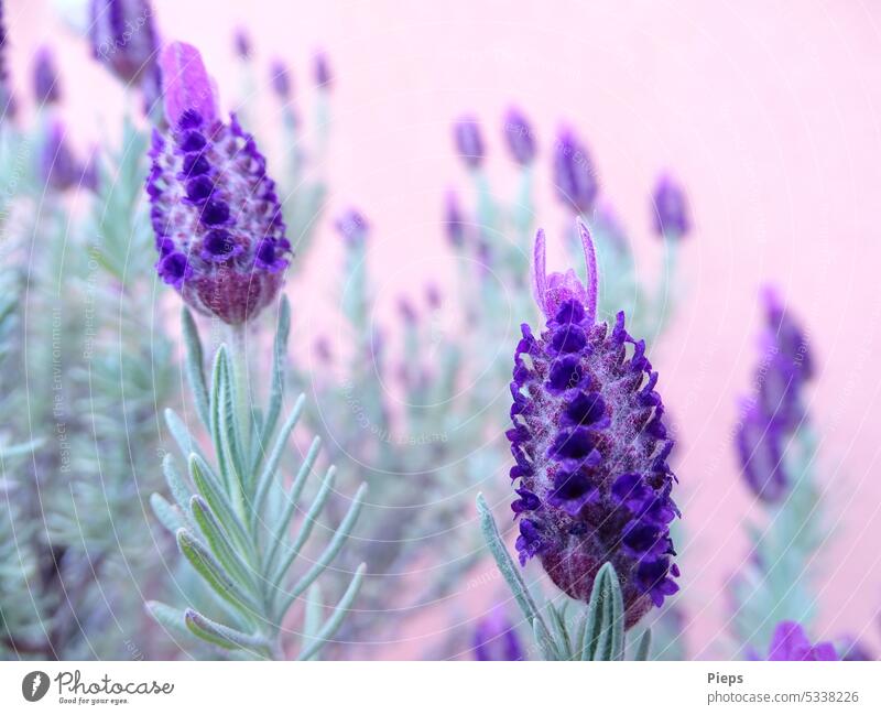 Blühender Schopflavendel (2) Lavendelduft Lavendelblüten Schmetterlingslavendel Duft Sommer mediterran bienenfreundliche Pflanze Heilpflanzen violett