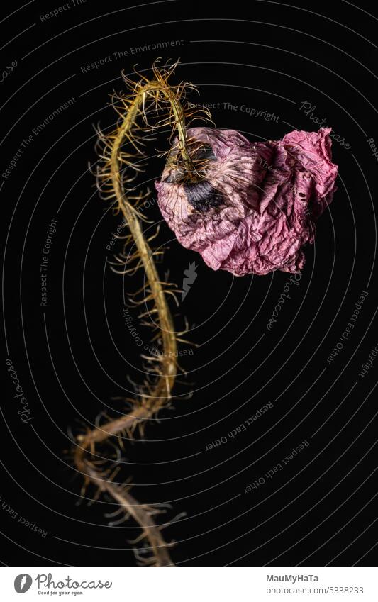 Trockene Farbe auf chenem Hintergrund Mohnblumen im Sommer, rote Mohnblumen, Natur Mohnblüte Pflanze Blume Feld Wildpflanze Farbfoto Wiese Makroaufnahme