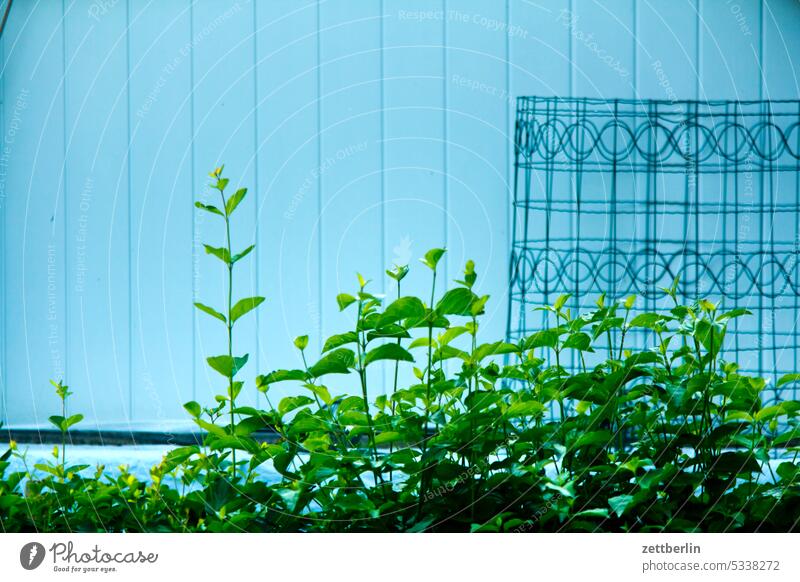 Rudbeckien vor der Blüte Außenaufnahme Maschendrahtzaun Draht Schutz Drahtzaun Barriere Grenze nachbarschaft schrebergarten Zaun laube haus fassade wand grenze