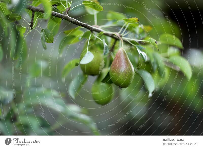 Birnen vegan gesund birnenzweig garten eine Birne Schatten birnenbaum obst ast Außenaufnahme mehrfarbig Farbfoto obsternte Birnbaum Birnbaumblatt reif Sommer