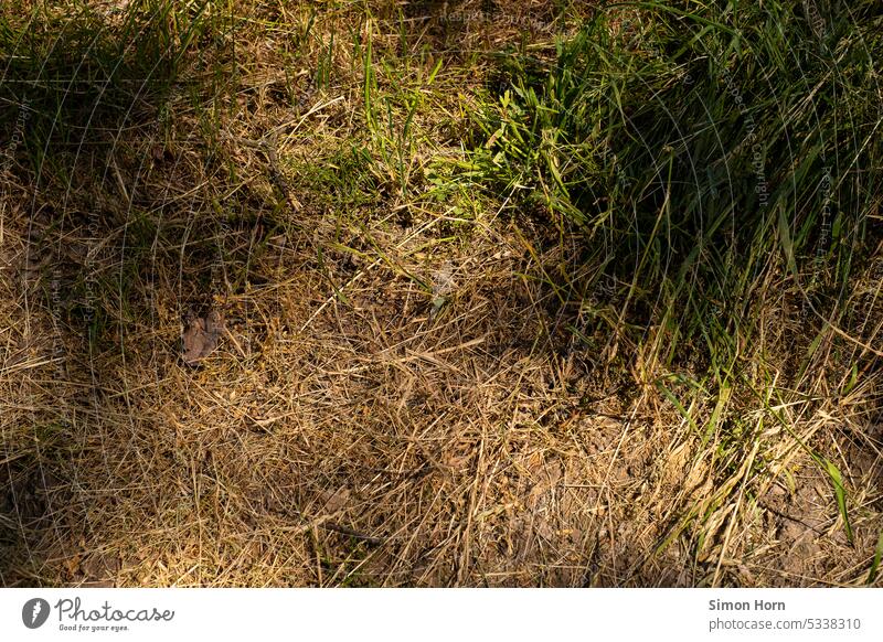 Trockenheit im Halbschatten trocken Dürre Wiese Trampelpfad Erde Boden heiß Sommer Schatten Lichtspiel Wassermangel ausgetrocknet Oberfläche Hitze Umwelt