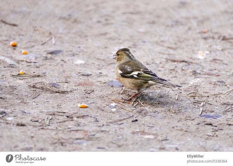 Heimische Vögel: Buchfink Weibchen Vogel Tier Natur braun Schnabel klein Umwelt Feder heimisch Ornithologie heimische Tierarten Buchfinkweibchen niedlich