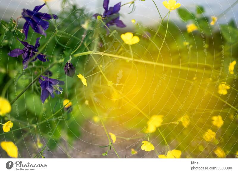 Akelei und Scharfer Hahnenfuß Blumen Pflanze Sommer Natur Außenaufnahme Blüte gelb Menschenleer Garten Schwache Tiefenschärfe Farbfoto grün Frühling Blühend