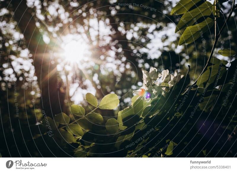 Sonne scheint durch Äste im Wald Sommer Hitze Hitzewelle Trockenheit Klimawandel Treibhauseffekt Dürre Waldbrände Waldbrand Klimaschutz CO"-Emissionen