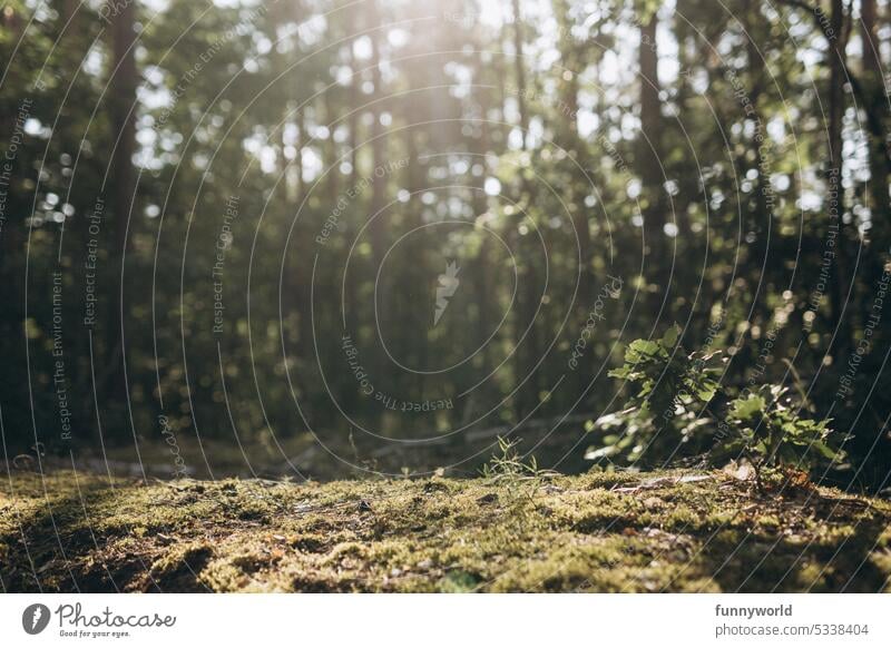 Moosbedeckter Waldboden im Sommer Waldbodenstruktur Bodenvegetation Waldbodendecke Moospolster Bodenbedeckung Waldbodenfarben Waldbodenfeuchtigkeit