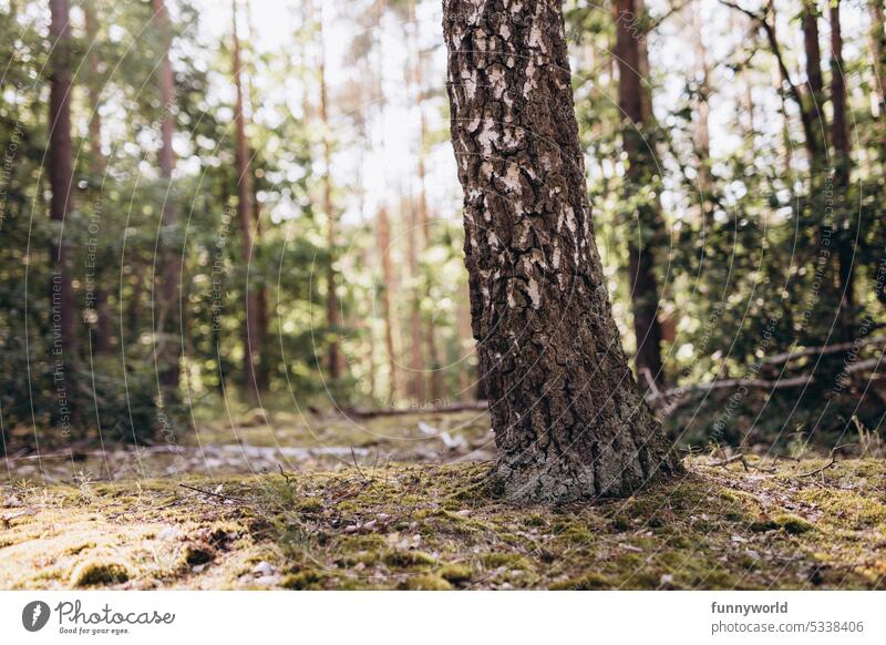 Zerfurchter Baumstamm im Wald Borke zerfurcht Birke Birkenstamm Birkenborke Fichtenwald Waldboden Moos Wachstum standhaft Rinde Textur Natürliche Muster