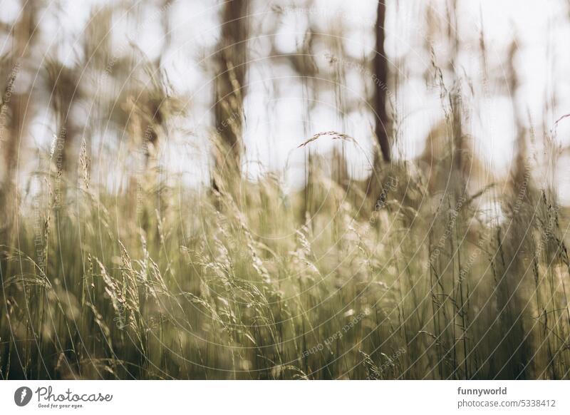 Gräser im zarten Sonnenlicht Sommer Waldgräser Gras Wiese Natur Pflanze natürlich Umwelt Außenaufnahme Wildpflanze Nahaufnahme Menschenleer