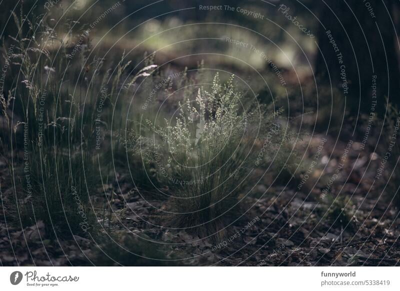 Zarte Gräser im Wald zart Sonnenlicht Schatten Waldboden Sommer Natur Pflanze Licht Farbfoto Außenaufnahme Menschenleer Umwelt Tag Schönes Wetter natürlich