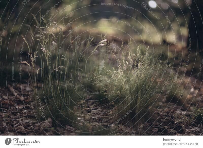 Zartes Gras auf Waldboden Gräser Sonnenlicht zart Sommer Pflanze Natur natürlich grün Nahaufnahme Schwache Tiefenschärfe Wachstum Tag Licht Wildpflanze