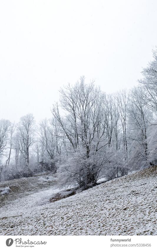 Winterlicher Hang mit Bäumen Winterlandschaft Schneelandschaft Schneefall Winterzauber Winteridylle Frost Eis Naturschönheit verschneite Natur verschneiter Berg