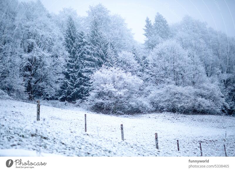 Verschneite Bäume an einem Hang Naturlandschaft Winterlandschaft verschneite Bäume verschneiter Hang Schneelandschaft Winterwunderland schneebedeckte Bäume