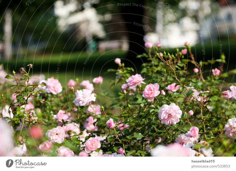 Deutsches Dahlienarchiv Freude Wohlgefühl Duft Sommer Sonne Garten Umwelt Natur Pflanze Frühling Blume Blüte frisch grün Deutschland Thüringen Gärtnerei züchten