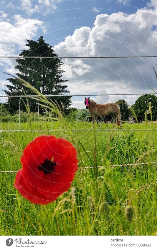 Wendy mit Mohn | zweifaches Mädchenfoto Pferd Wiese Sommer Weide Zaun Koppel Maske Insektenschutz reiten Mädchentraum Glück dieser Erde Freizeit Hobby Tier