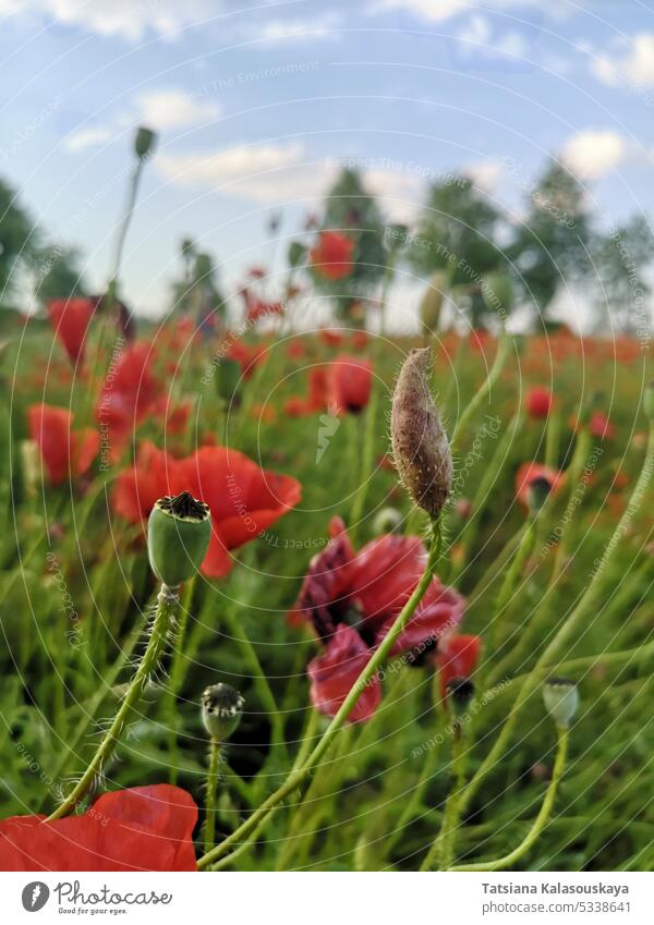 Ein Feld mit blühendem roten Klatschmohn, auch bekannt als Klatschmohn oder Klatschmohn, gemischt mit blauen KornblumenEin Feld mit blühendem roten Klatschmohn, auch bekannt als Klatschmohn oder Klatschmohn