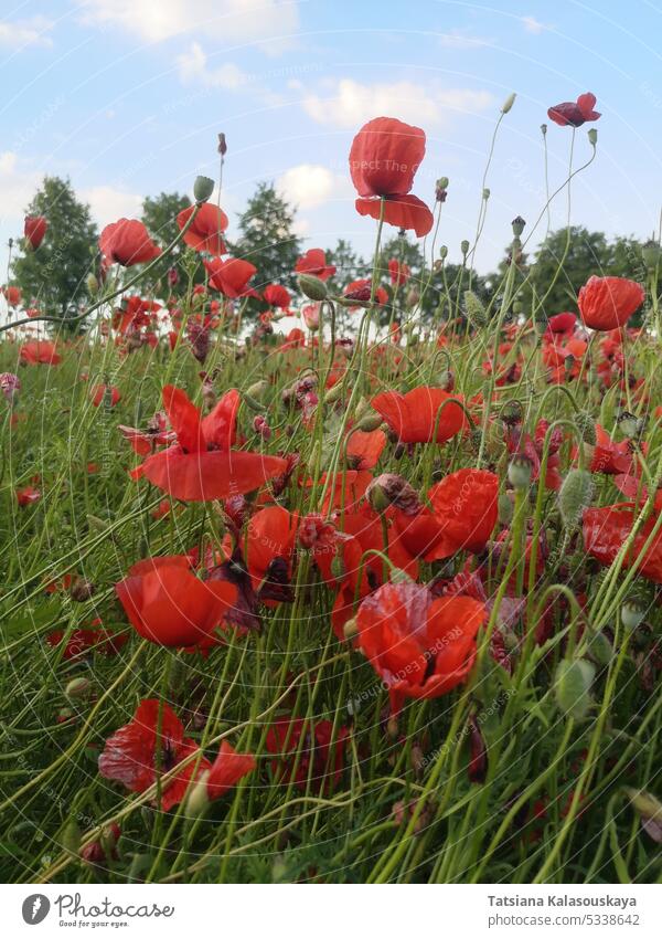 Ein Feld mit blühendem roten Klatschmohn, auch bekannt als Klatschmohn oder Klatschmohn, gemischt mit blauen KornblumenEin Feld mit blühendem roten Klatschmohn, auch bekannt als Klatschmohn oder Klatschmohn