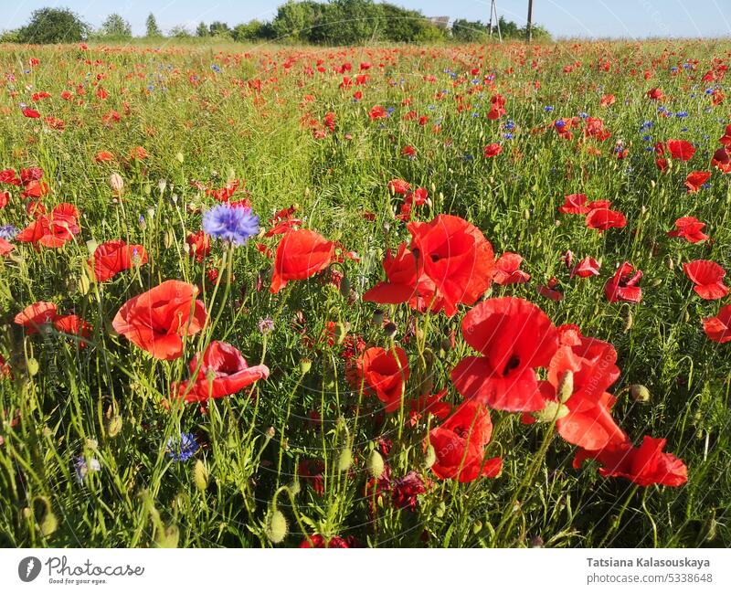 Wiese mit Papaver rhoeas, auch bekannt als Klatschmohn, Kornmohn, Kornrose, Ackermohn und Roter Mohn im Sonnenlicht Blumen Blütezeit Überstrahlung Blütenblatt