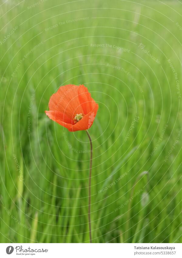 Feld wilden roten Mohn Blume zwischen Getreide grünes Feld Papaver Blumen Blütezeit Überstrahlung Blütenblatt Familie der Papaveraceae Papaver rhoeas