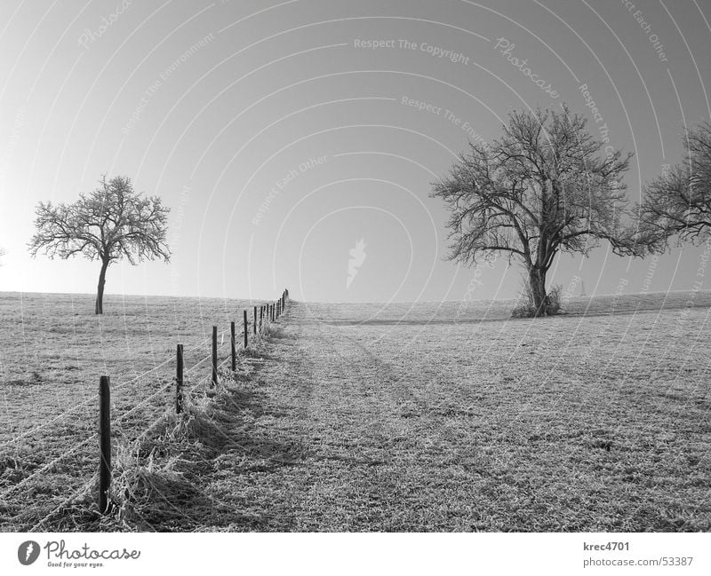 Auf beiden Seiten Baum Zaun Weidezaun Wiese Trennung Sonne Winter Schwarzweißfoto Raureif