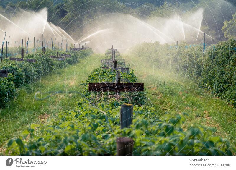 Feld wird mit einer Beregnungsanlage bewässert Sommer Wärme Bewässerung Natur Wasser grün Außenaufnahme Menschenleer Tag Landschaft nass Flüssigkeit Pflanze