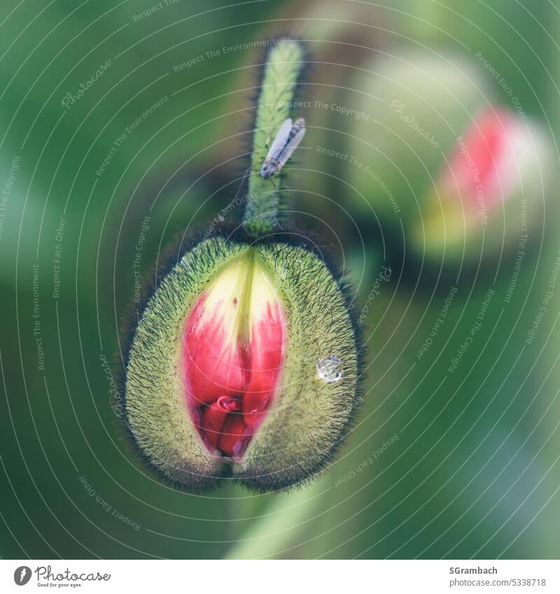 aufgehende Mohnblüte, Mohnknospe mohnknospe Blüte Sommer Klatschmohn roter mohn Natur Blume Pflanze Menschenleer Farbfoto intensiv Schwache Tiefenschärfe