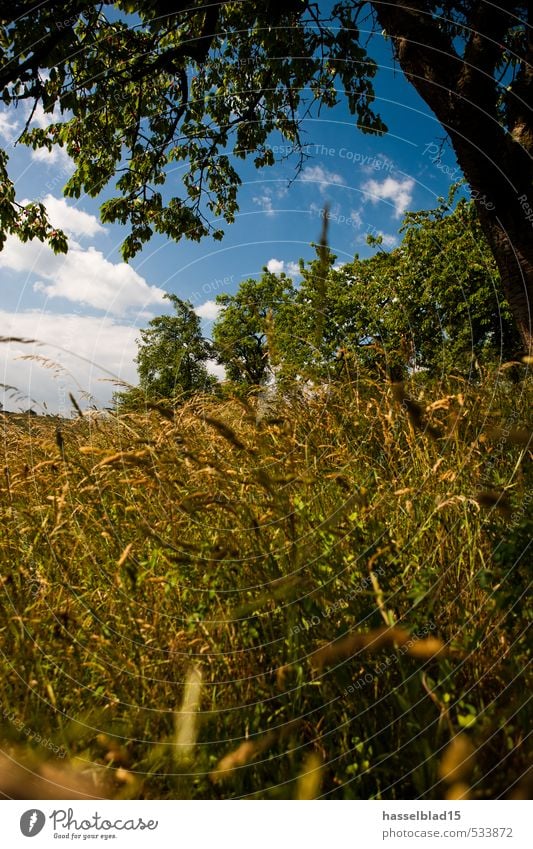 Sommersonnenwende Glück Gesunde Ernährung Wellness harmonisch Wohlgefühl Zufriedenheit Sinnesorgane Erholung ruhig Meditation Duft Kur Ferien & Urlaub & Reisen