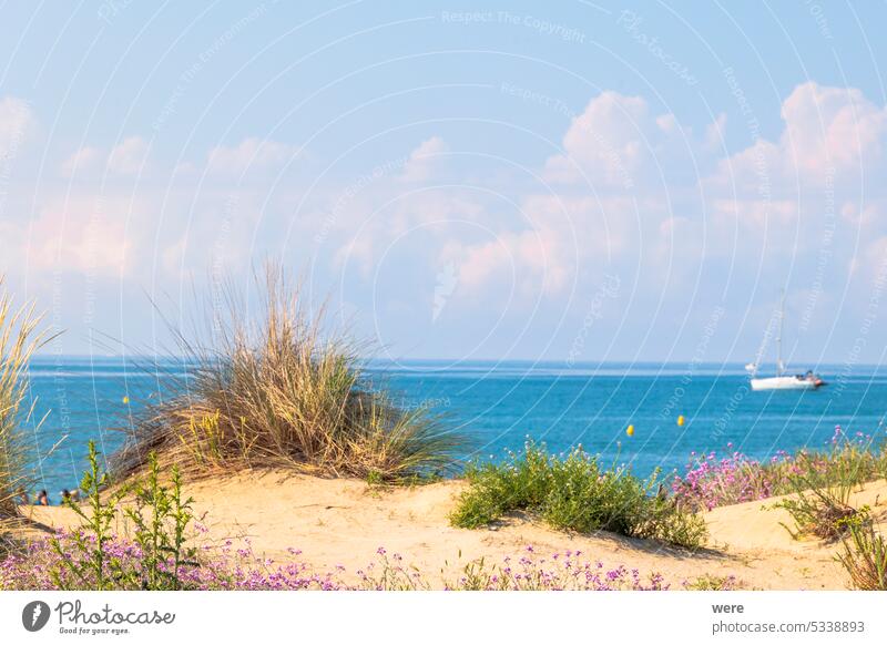 Weg zwischen blühenden Blumen durch die Dünen zum Meer in Carnon in Frankreich blüht camarque Kraut Rhône-Delta Sandstrand MEER Ackerbau Schwemmland der Rhone