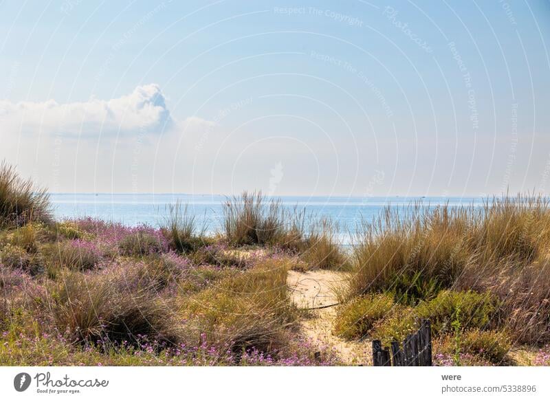 Weg zwischen blühenden Blumen durch die Dünen zum Meer in Carnon in Frankreich blüht camarque Kraut Rhône-Delta Sandstrand MEER Ackerbau Schwemmland der Rhone