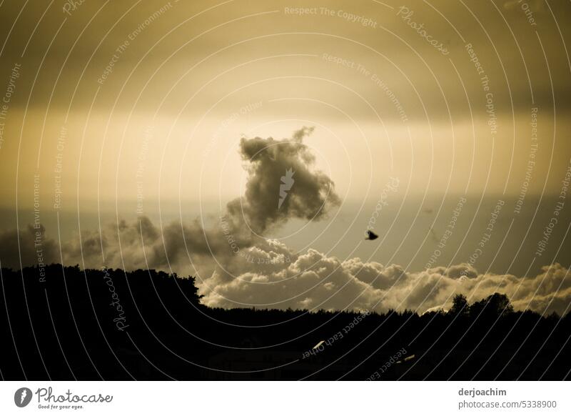 Geheimnisvolles Wolkenbild mit Vogel am Himmel. Wolke - Himmel himmel Tag Sommer Schönes Wetter Umwelt Außenaufnahme Natur Menschenleer Sonnenlicht Licht weiß
