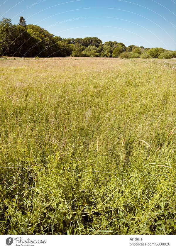 Sommerwiese mit Bäumen im Hintergrund und blauem Himmel Weide Wiese Gräser Blumen Wildkräuter Natur Gras Pflanze grün Blauer Himmel Feld mähen Heu warm